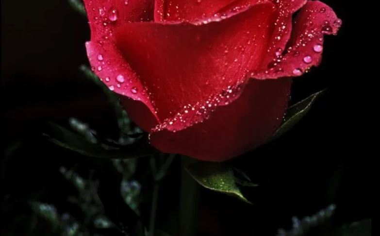 Thơ ca Ngọc Thiên Hoa - Bông hồng nở muộn