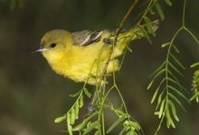 Tản mạn Phiên khúc tháng ba