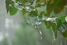 Truyện ngắn con bao lần để nhớ