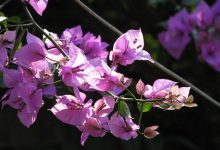 Truyện ngắn Kẻ khôn vặt