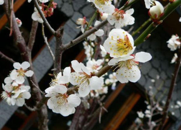 Truyện ngắn Khúc sakura tang tóc