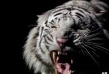 Truyện ngắn Ma cọp